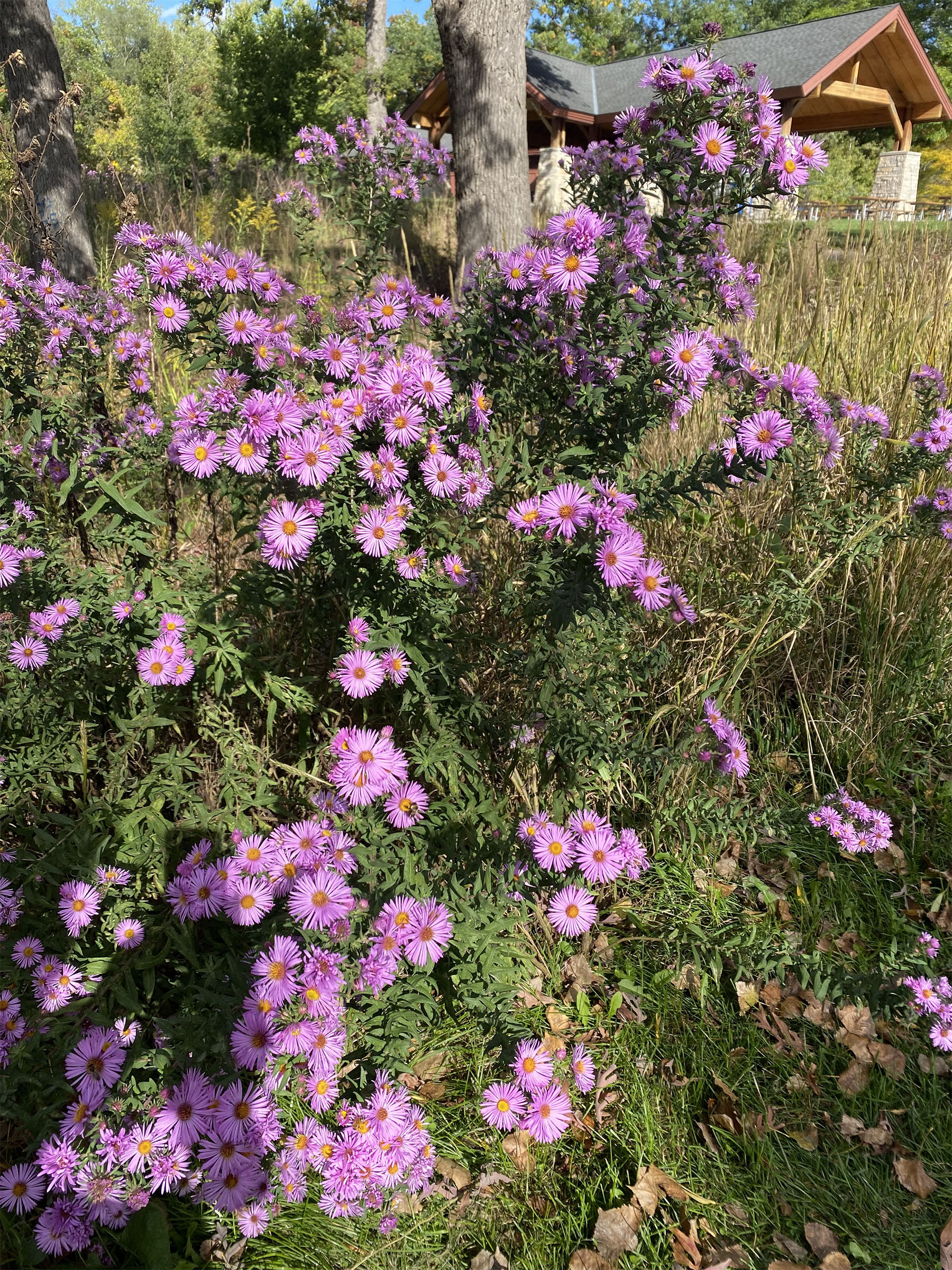 Asters in Thompson Park (Photo by Aline Kies)