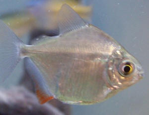 Metynnis Argenteus Known As The Silver Dollar The Silver Dollar Will Grow To About 8 And Its Lifespan Is About 10 Years Or Fish Aquarium Fish Silver Dollar 