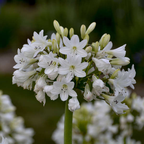 They're ideal for growing in containers, . Agapanthus Galaxy White Pp31431 Walters Gardens Inc