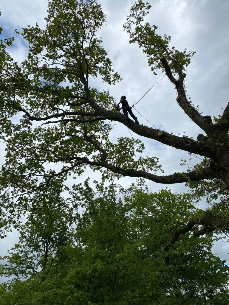 How much does it cost for tree removal?