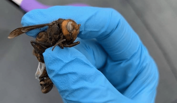 Asian giant hornet. Photo courtesy of WSDA