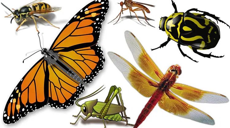 What does it mean to dream about insect?