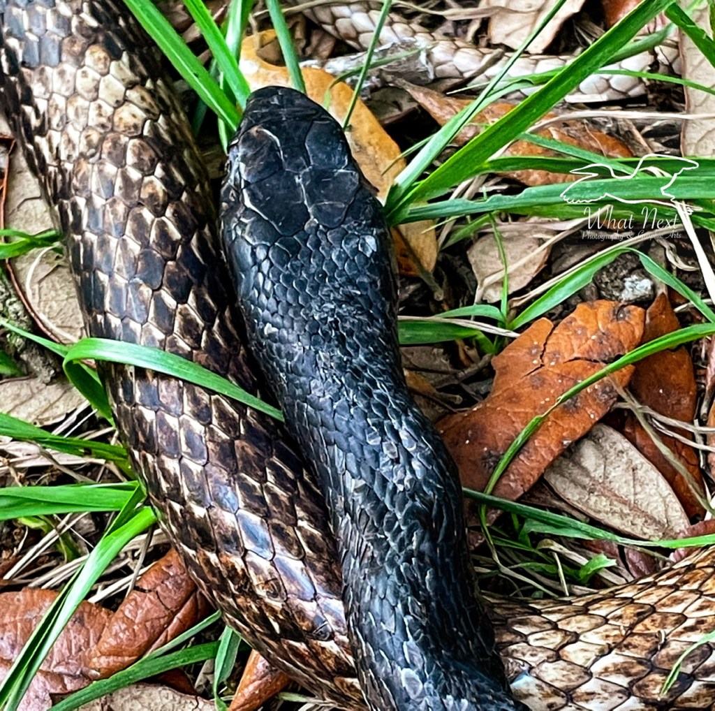 A juvenile Southern black racer relaxes in the sun in a grassy area near the woods edge. The snake is curled with it’s black head and neck over the lighter brownish colored back end.