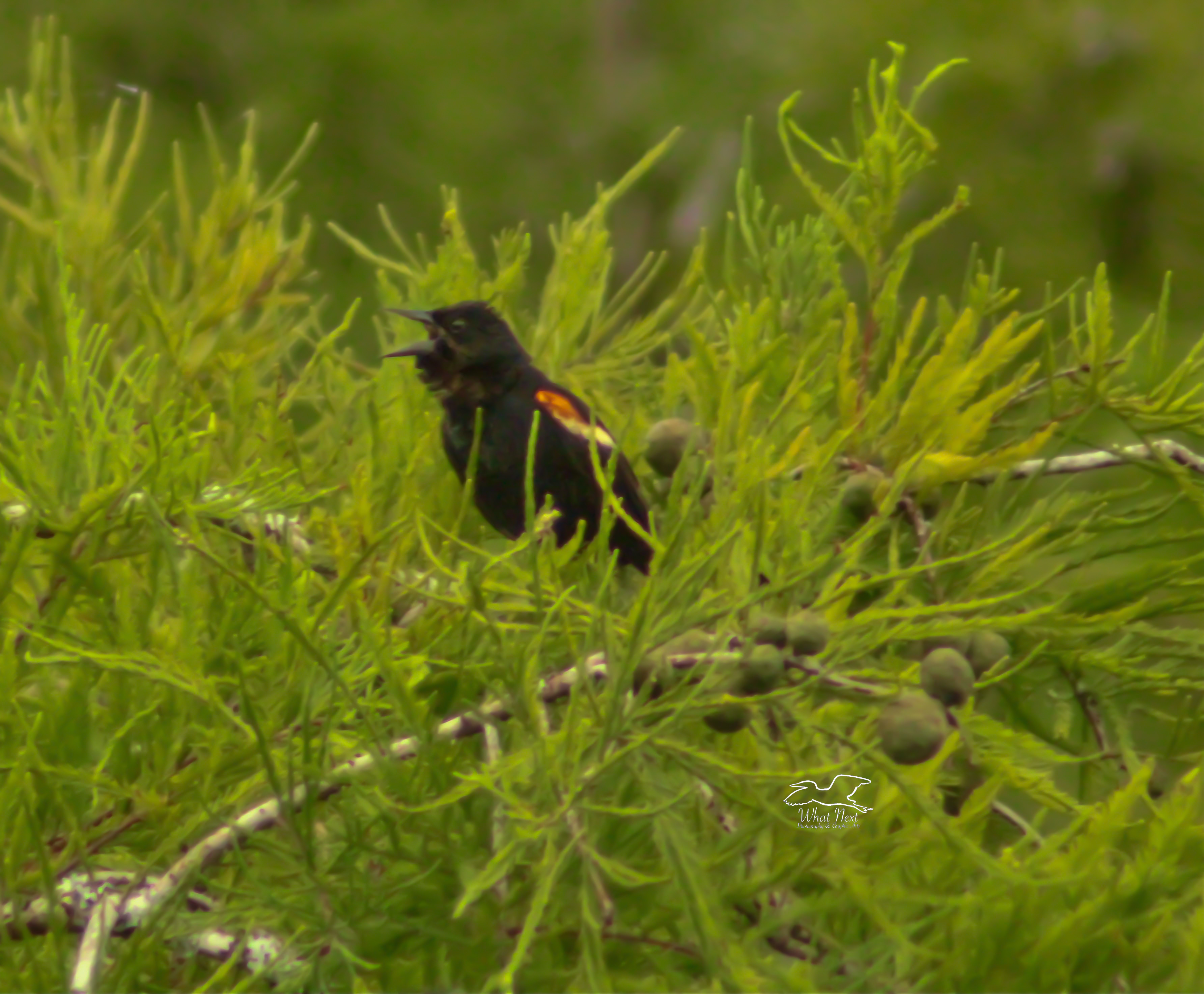 Instead of singing in the rain, this handsome red winged blackbird was singing away in the afternoon sunlight.