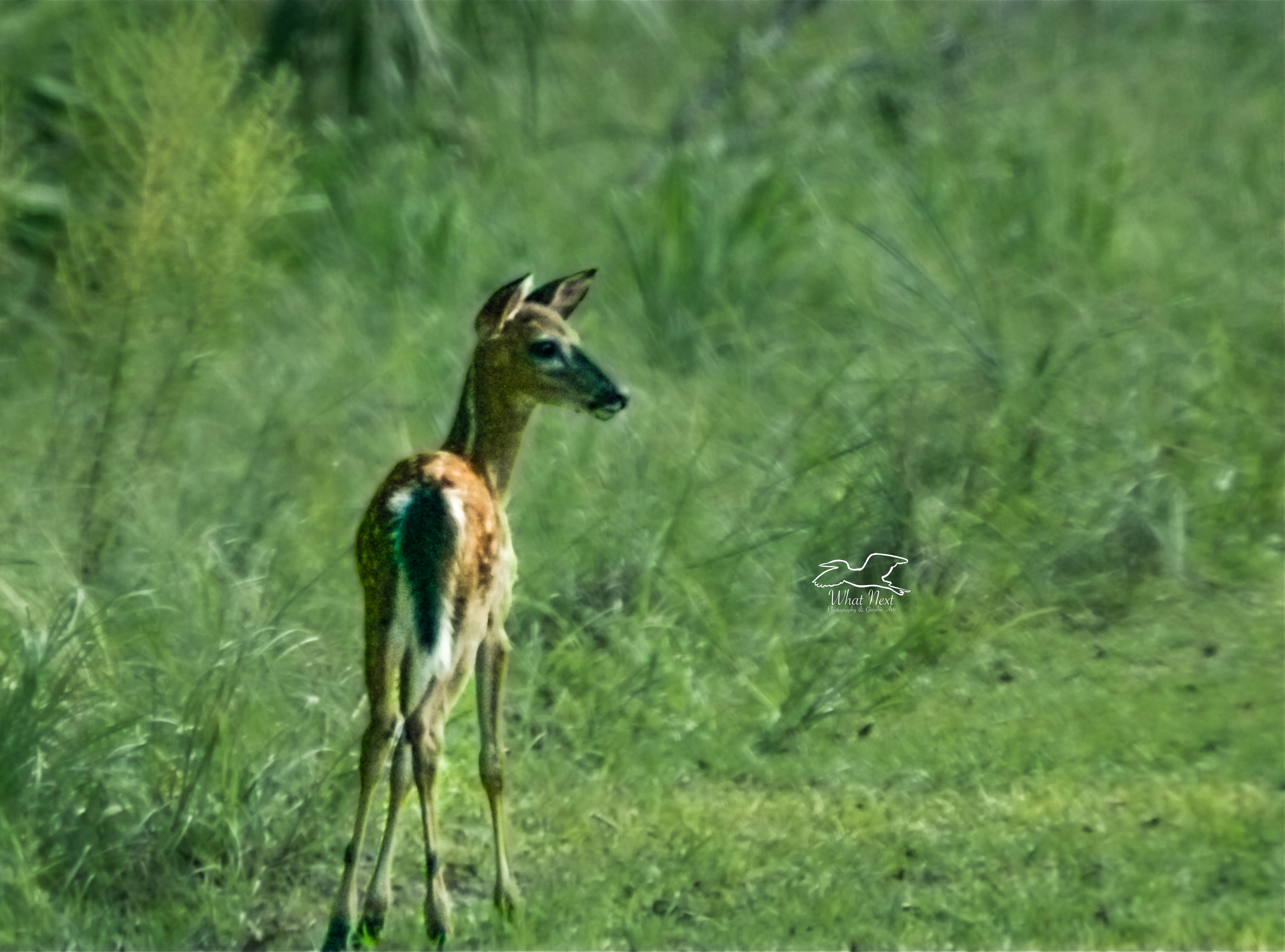 A spotted fawn was one of several deer grazing in a group in a clearing.