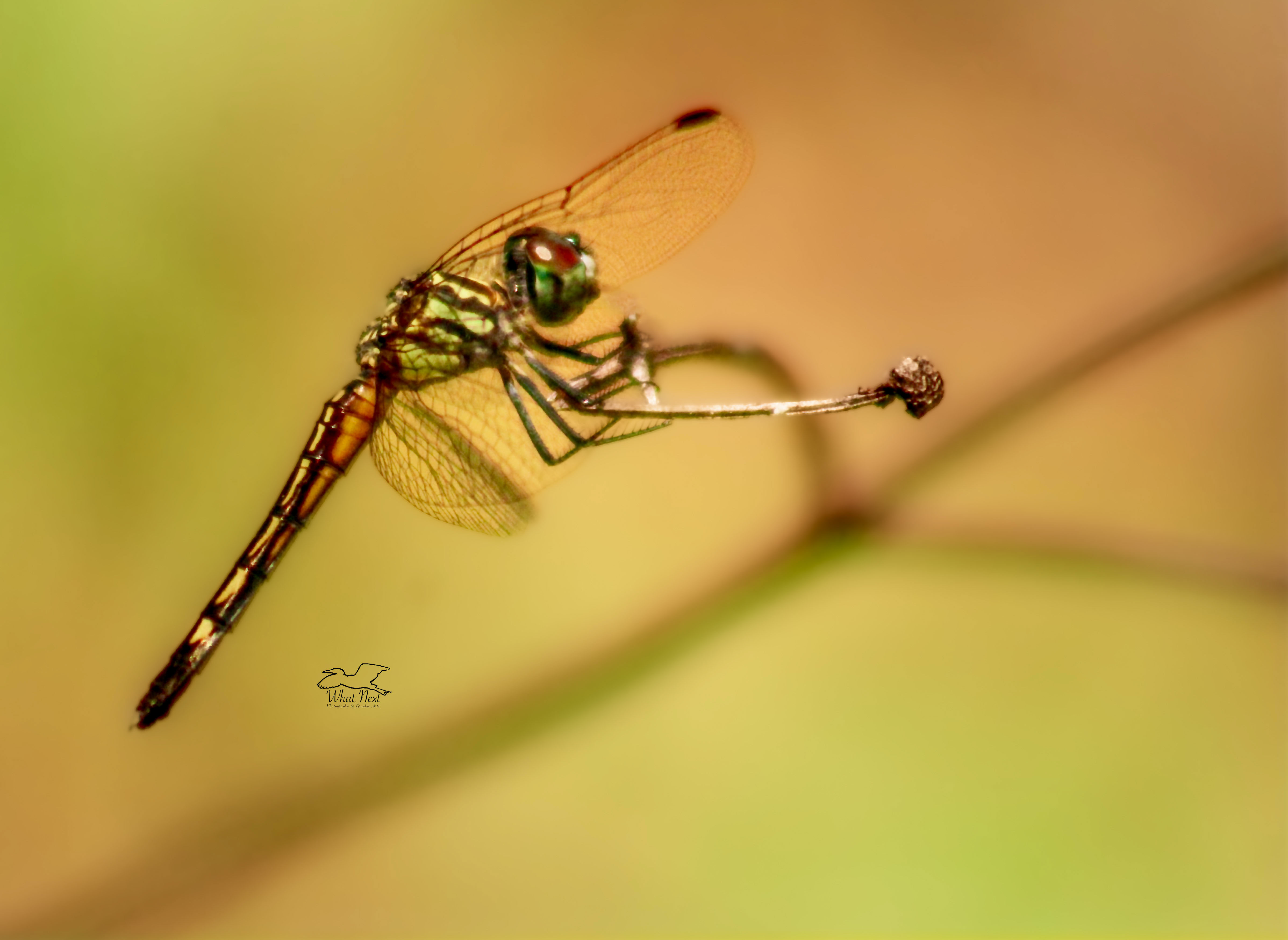 A female blue dasher dragonfly is perfectly balanced as she perches on a small flower stem.