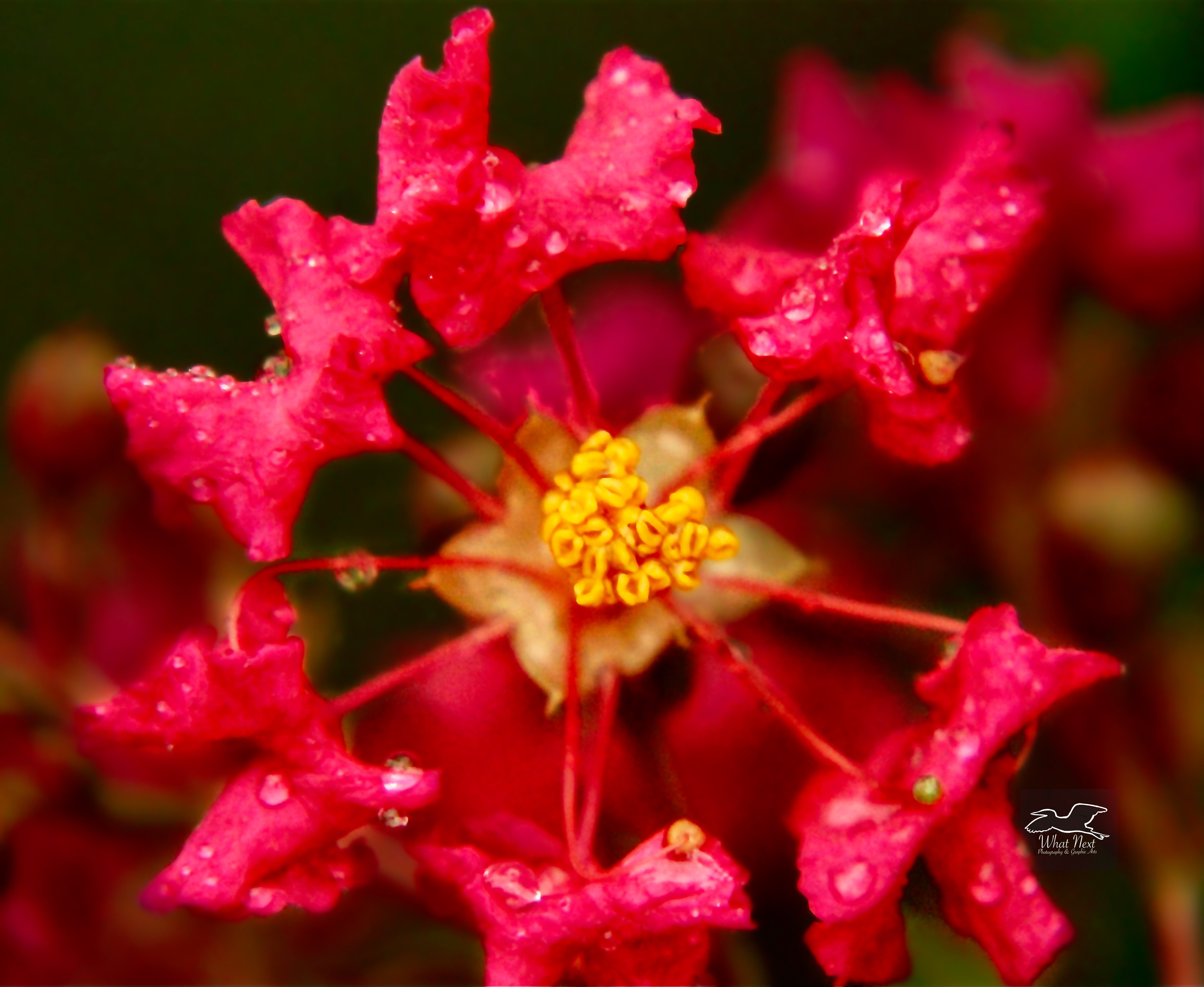 A ring of crepe myrtle flowers resembles a wheel with multiple spokes. 