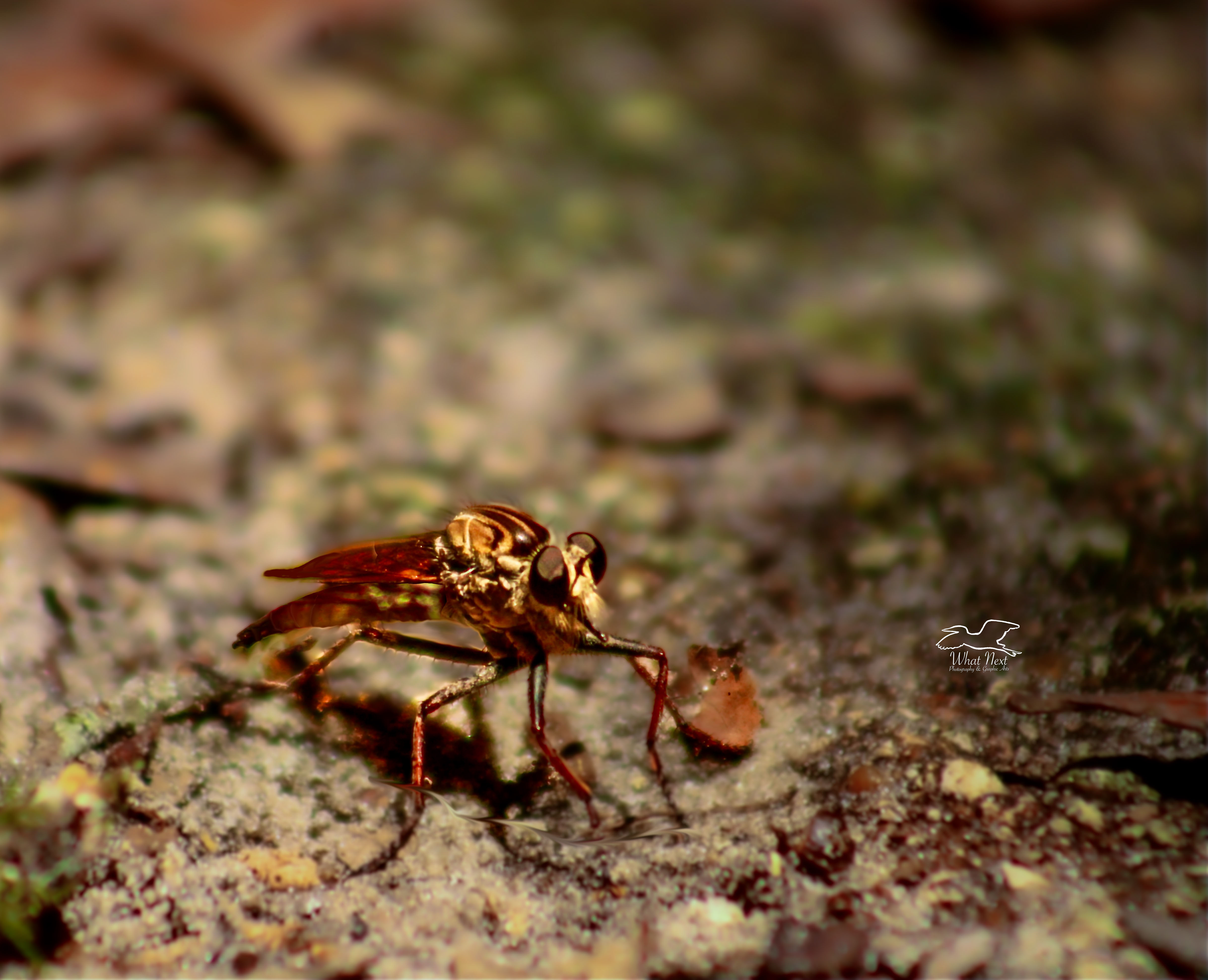 A robber fly takes a short rest after flying in suddenly and landing unexpectedly.