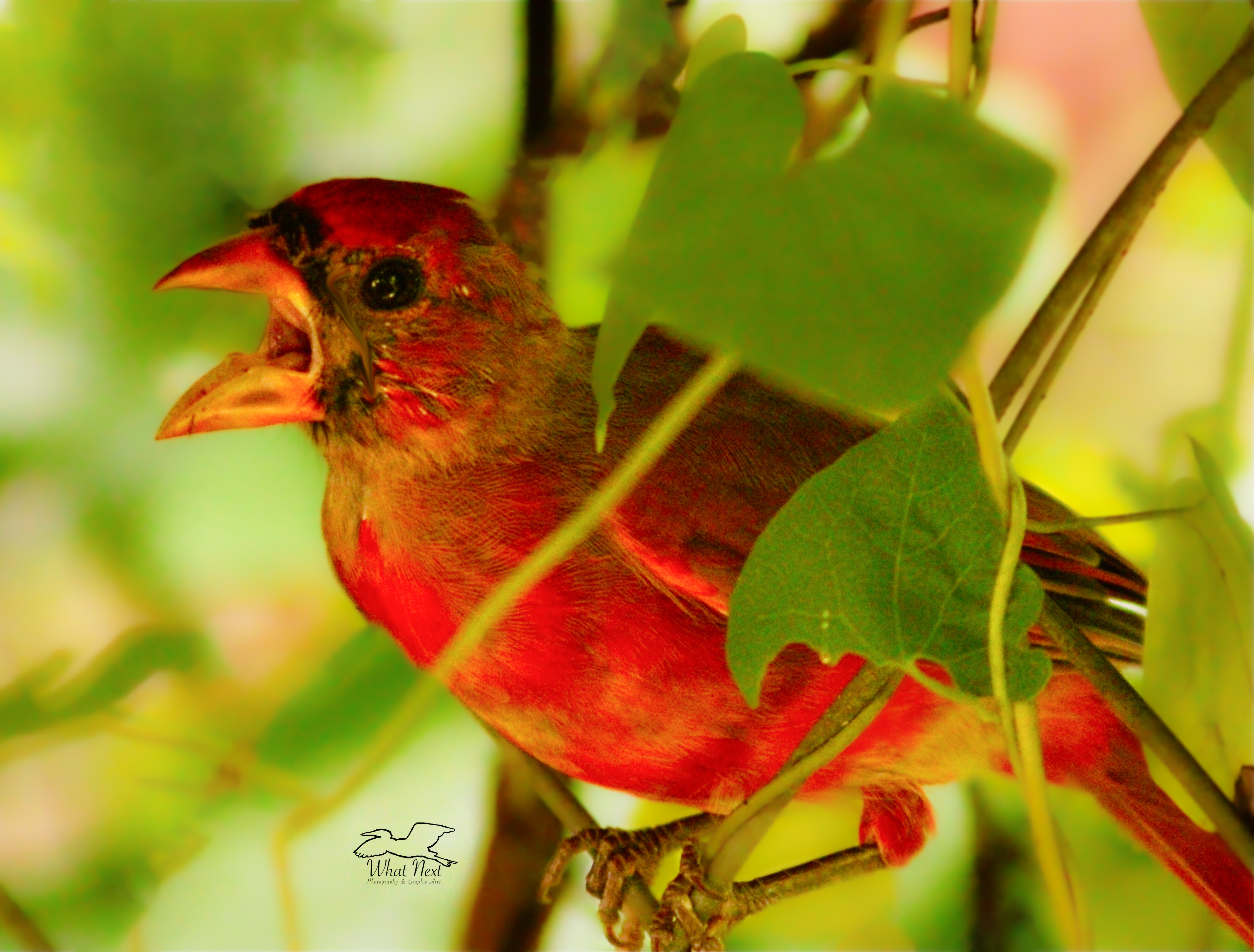 A young male northern cardinal sings from his perch in a bunch of pipevine.
