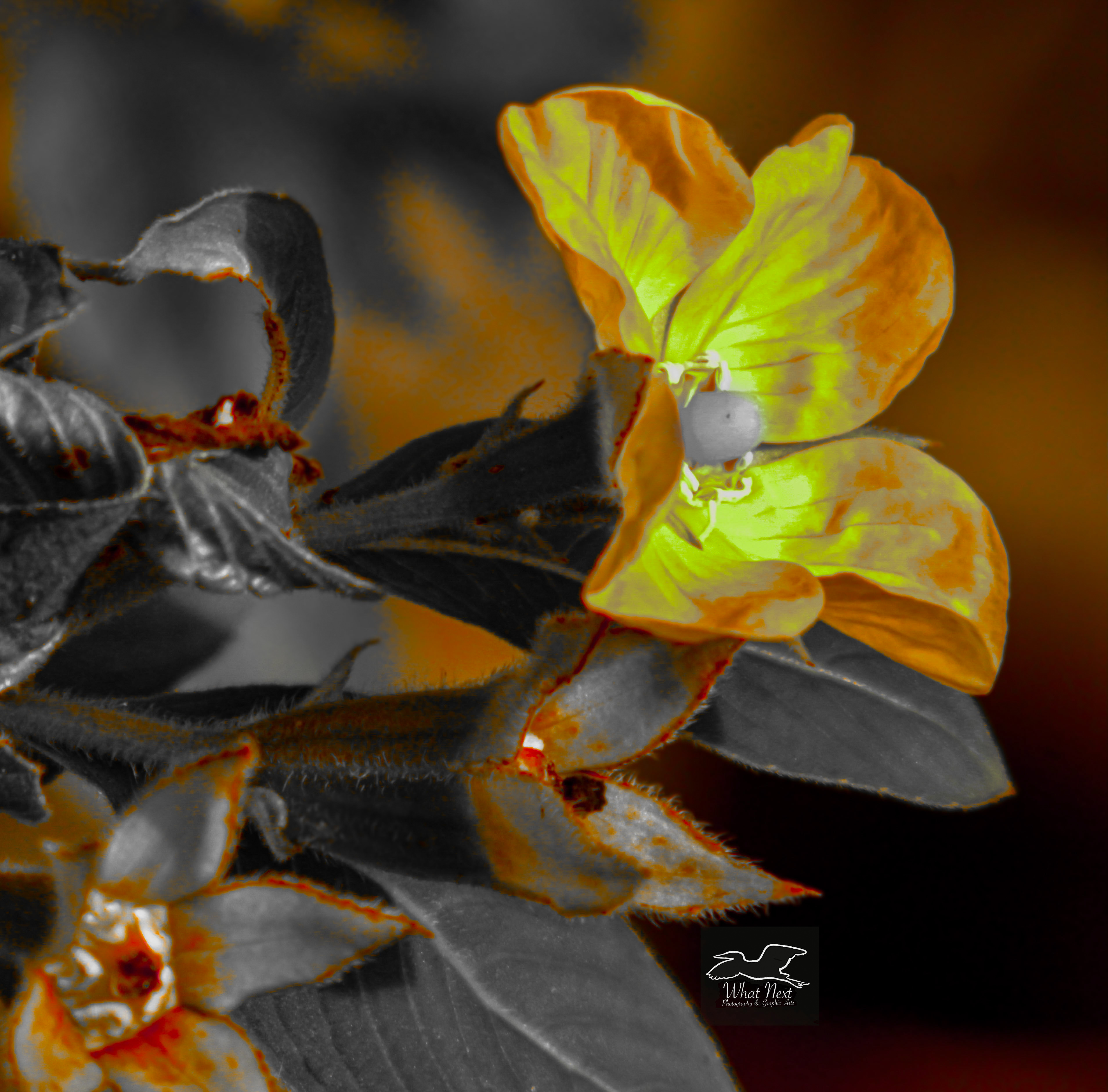 Mexican primrose blooms mainly in the fall, but a few flowers can survive well into the winter as long as there isn’t a hard freeze.