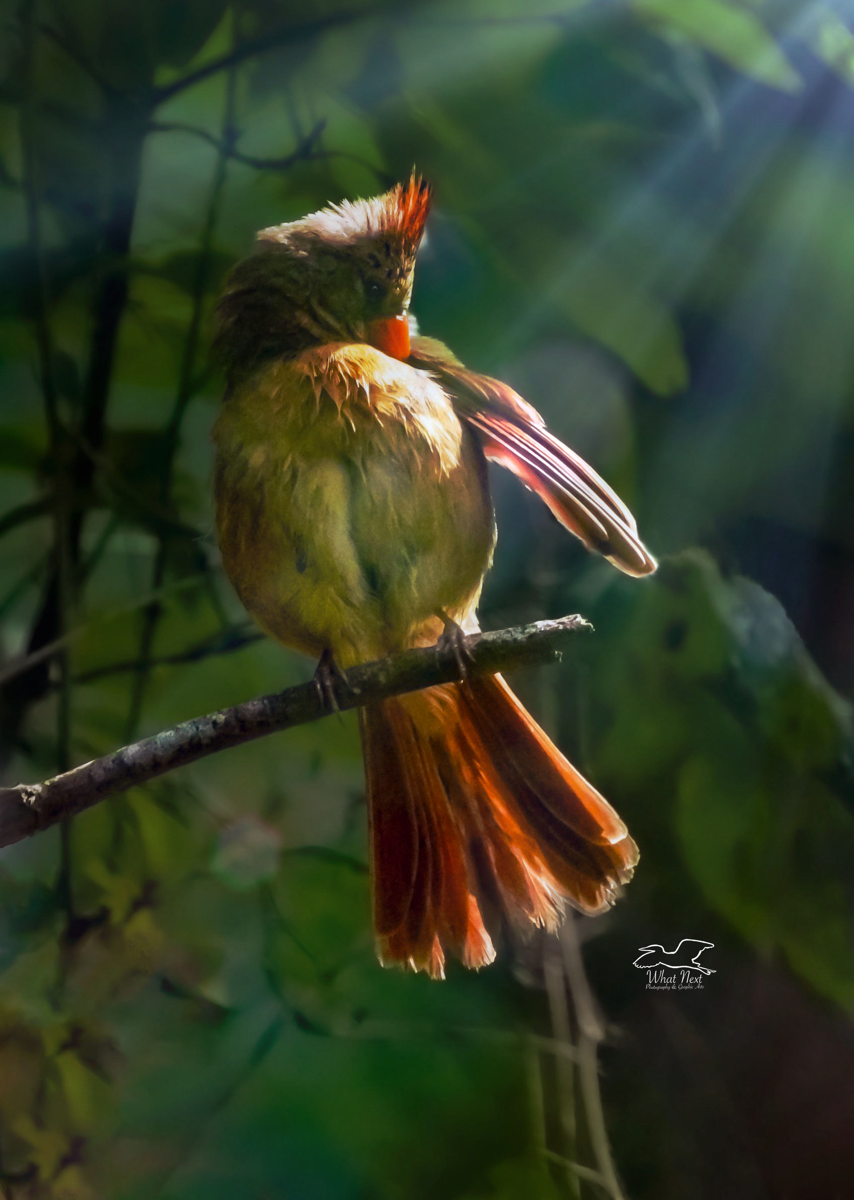 After a short rain shower, a female cardinal takes a minute to clean her feathers.