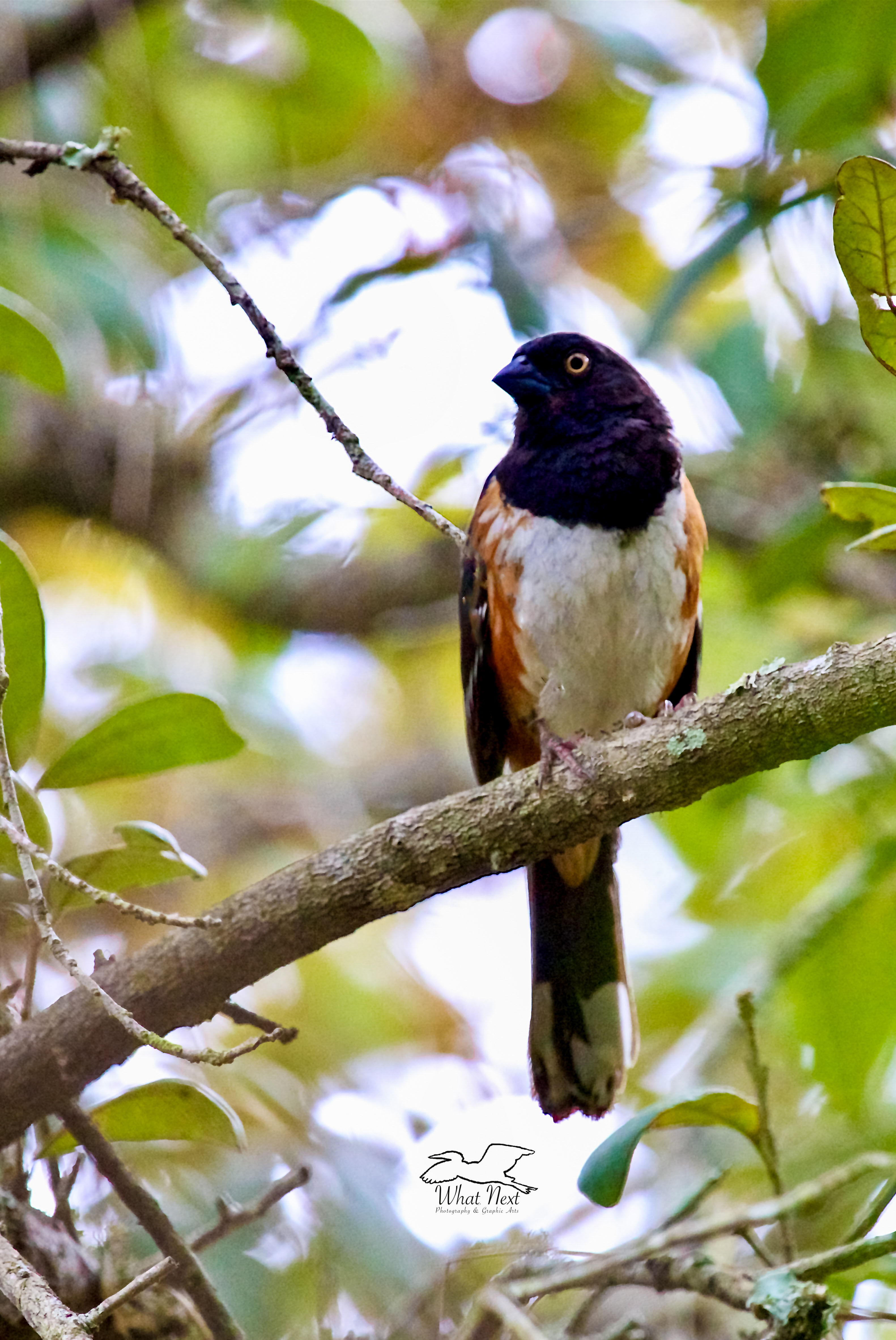 A male eastern towhee perches beautifully in an open area between the branches of a tree.