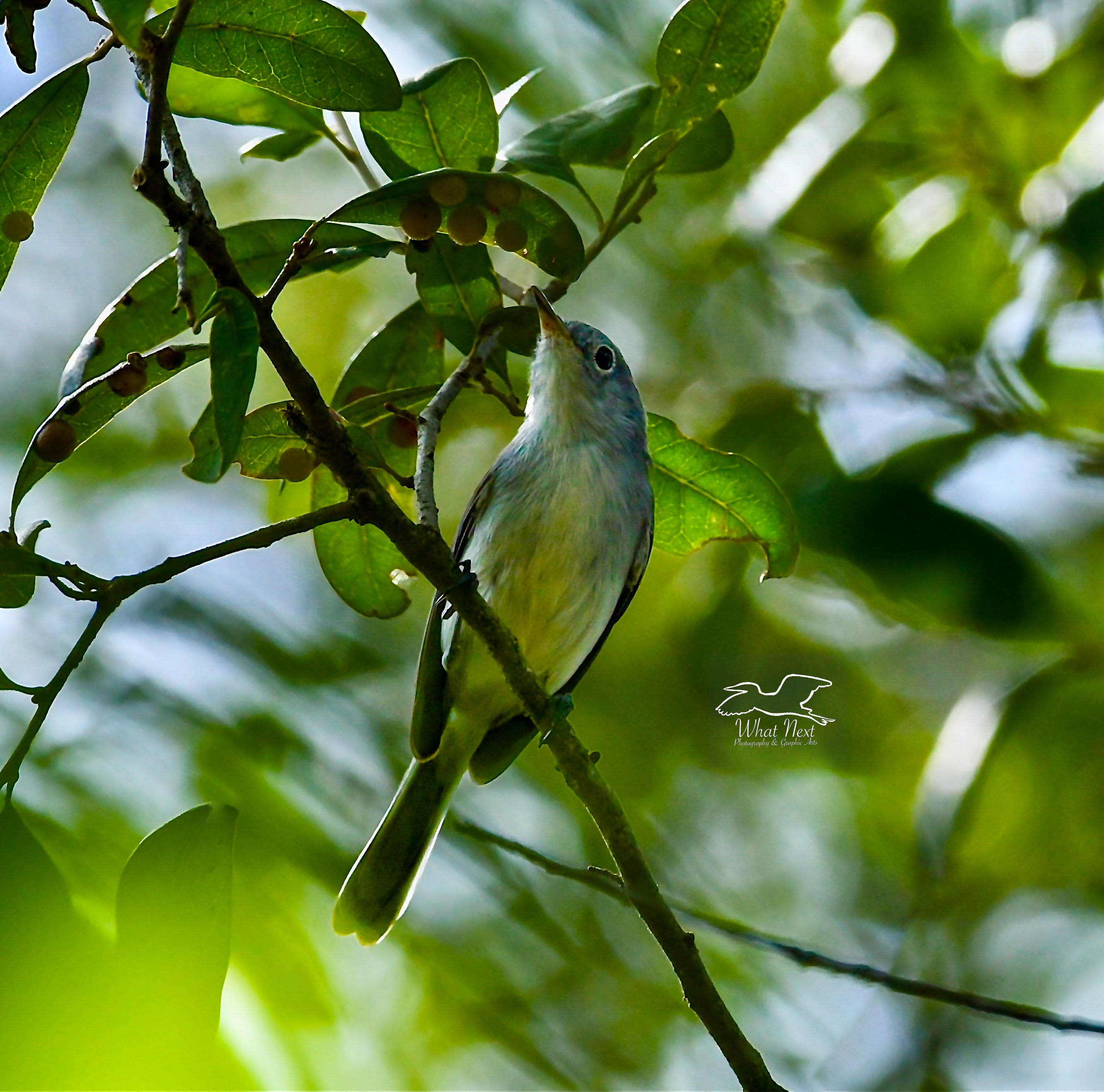 Blue grey gnatcatchers generally catch insects out of the air, but they will also glean insect eggs from branches and leaves.