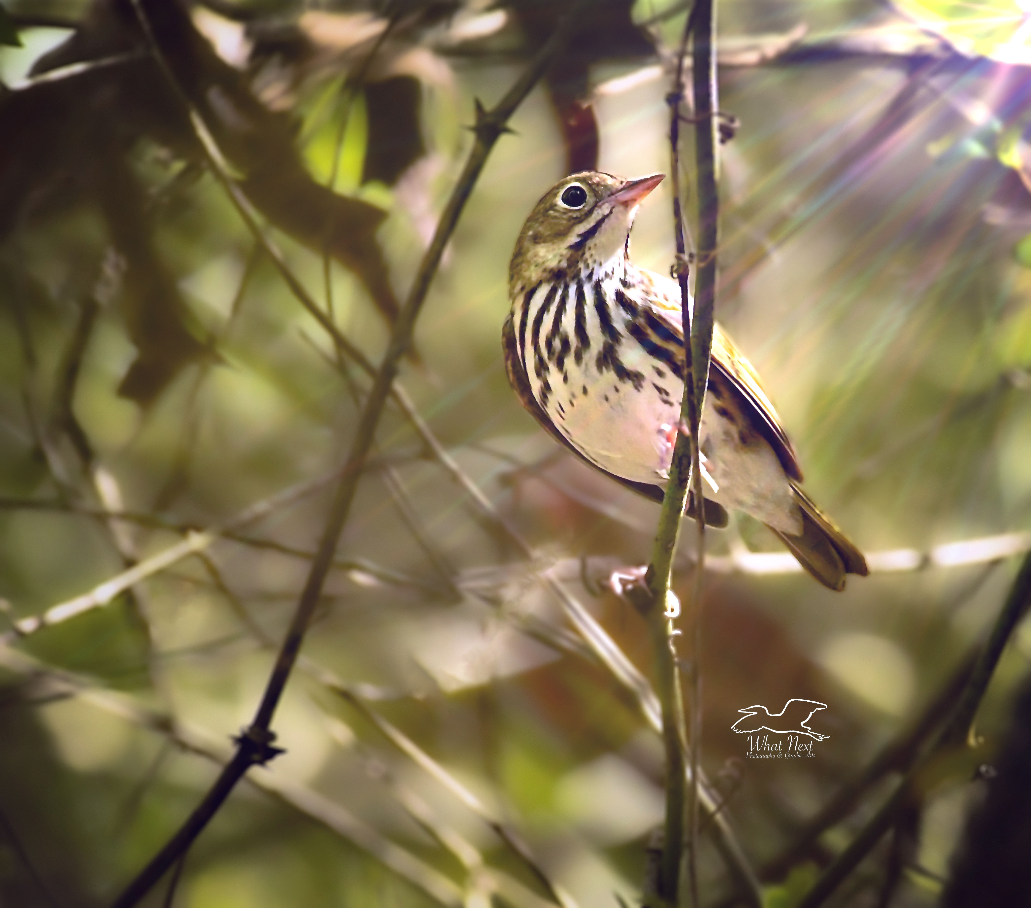 An oven bird, a migratory bird that winters in Florida, is an early sign that fall is on its way.