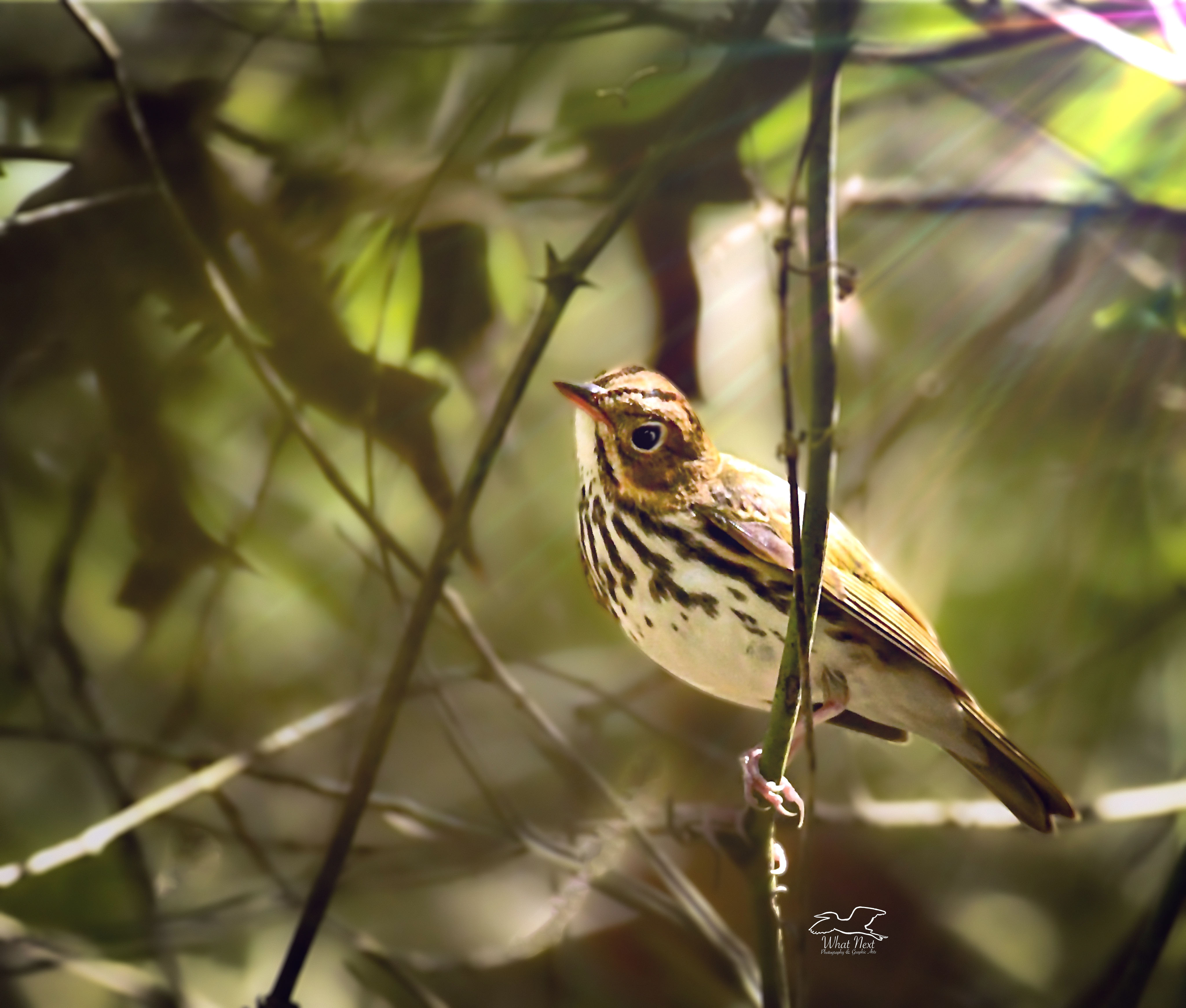 This little oven bird has just recently arrived in central Florida, one of the first fall visitors.