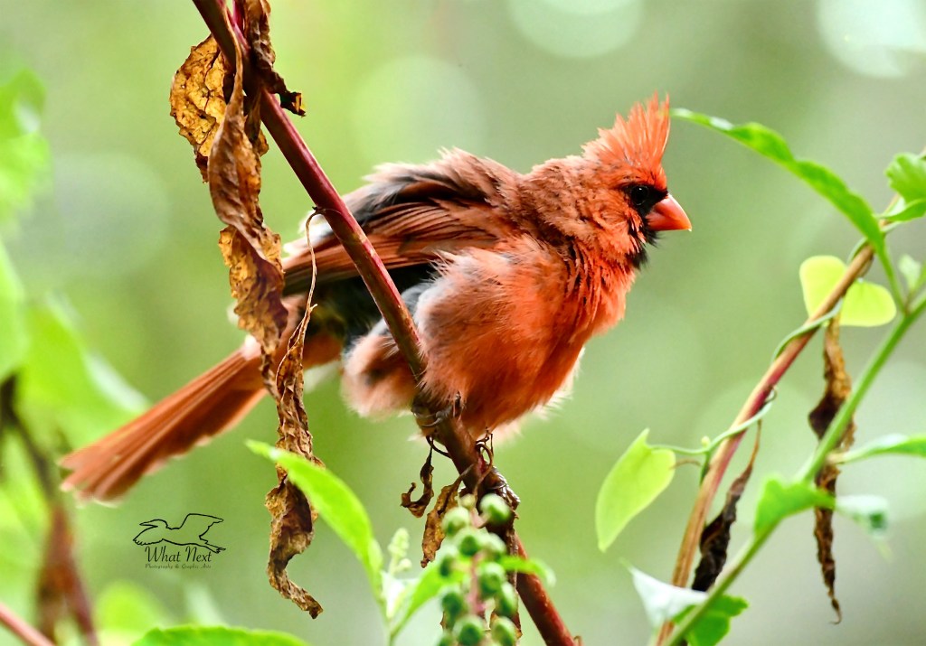 A male cardinal fluffs his feathers as part of his grooming ritual.