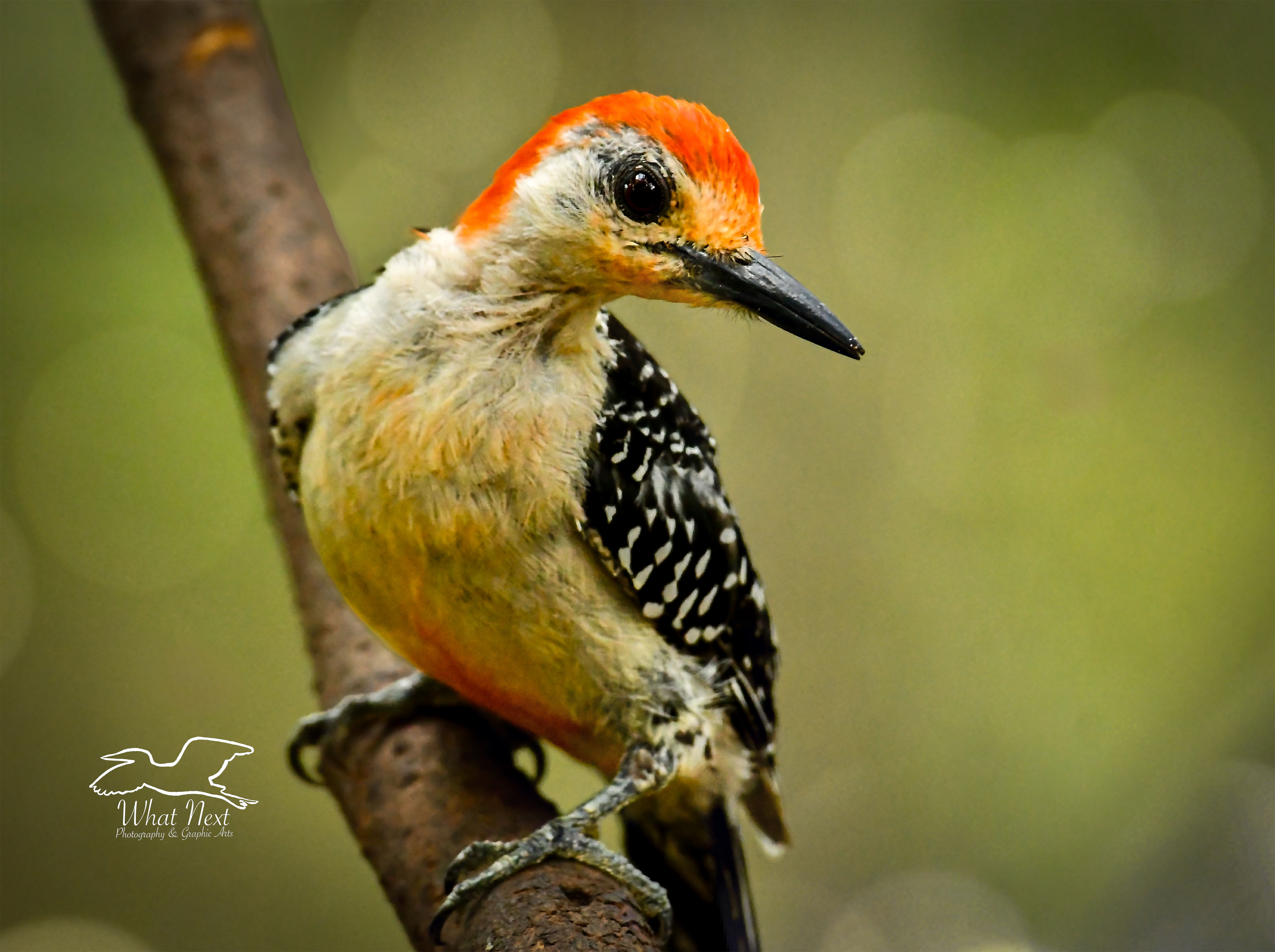 A handsome male red bellied woodpecker perches and shows off his beautiful red chest, head, and face.