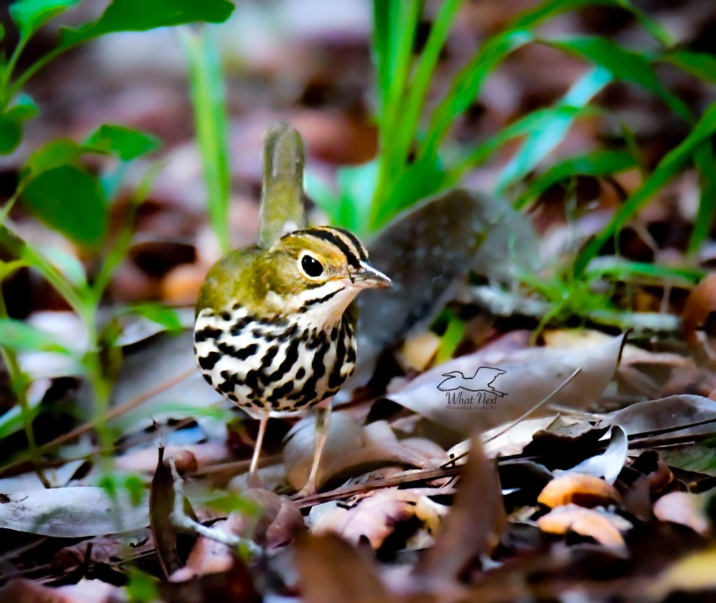 Ovenbirds spend most of their time on the forest floor in the brush hunting for insects.