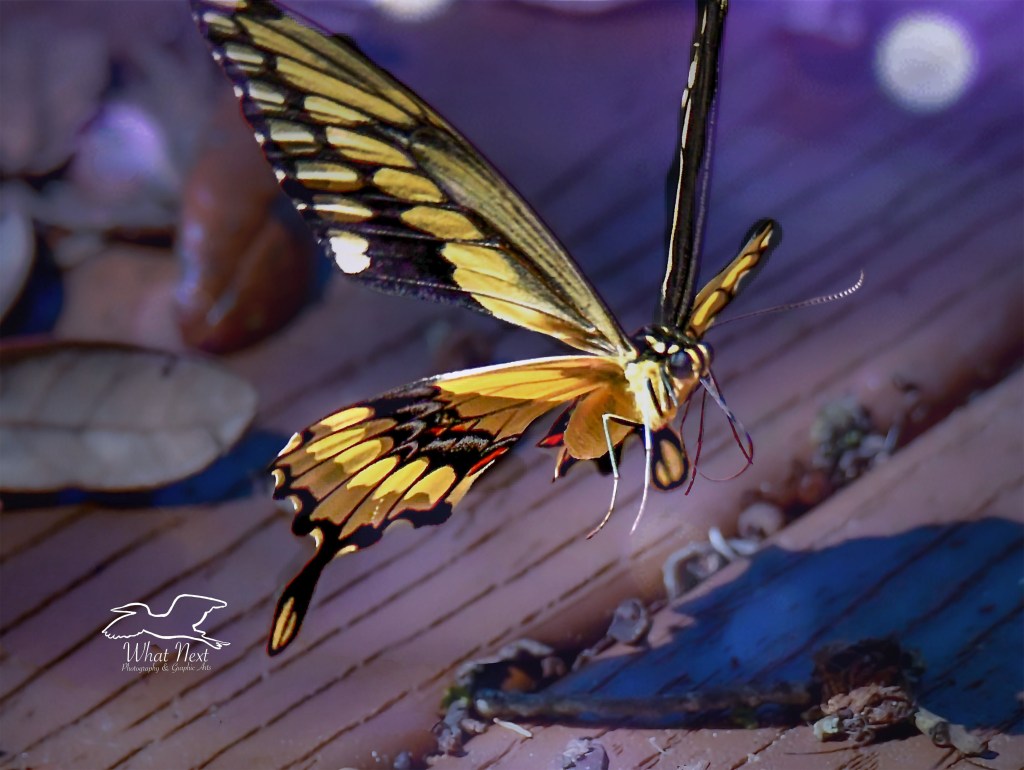A giant swallowtail butterfly flutters across a leaf strewn porch.