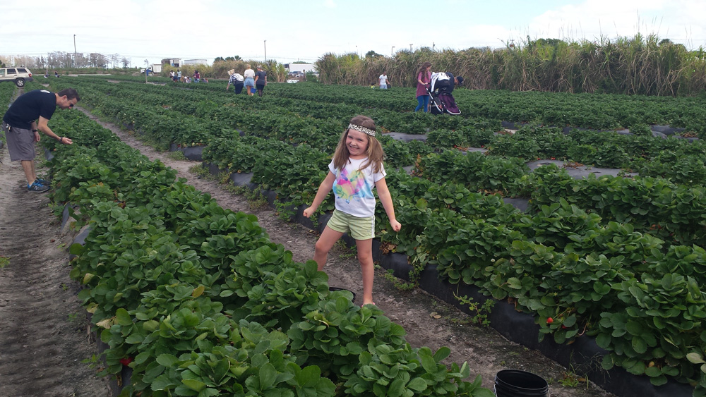 Pounds of strawberries