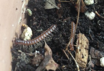millipedes potted plant plants bug whatsthatbug