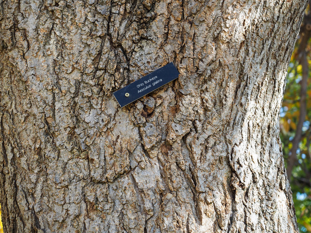 Bark of the Ohio buckeye