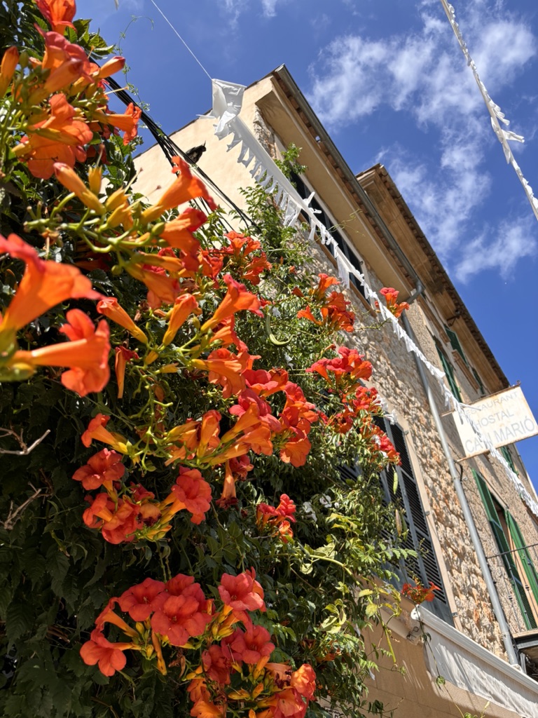 【旅行記】スペイン、マヨルカ島（後編）ソーリェル鉄道で巡る植物園とバルデモッサ観光、お勧めホテルも紹介