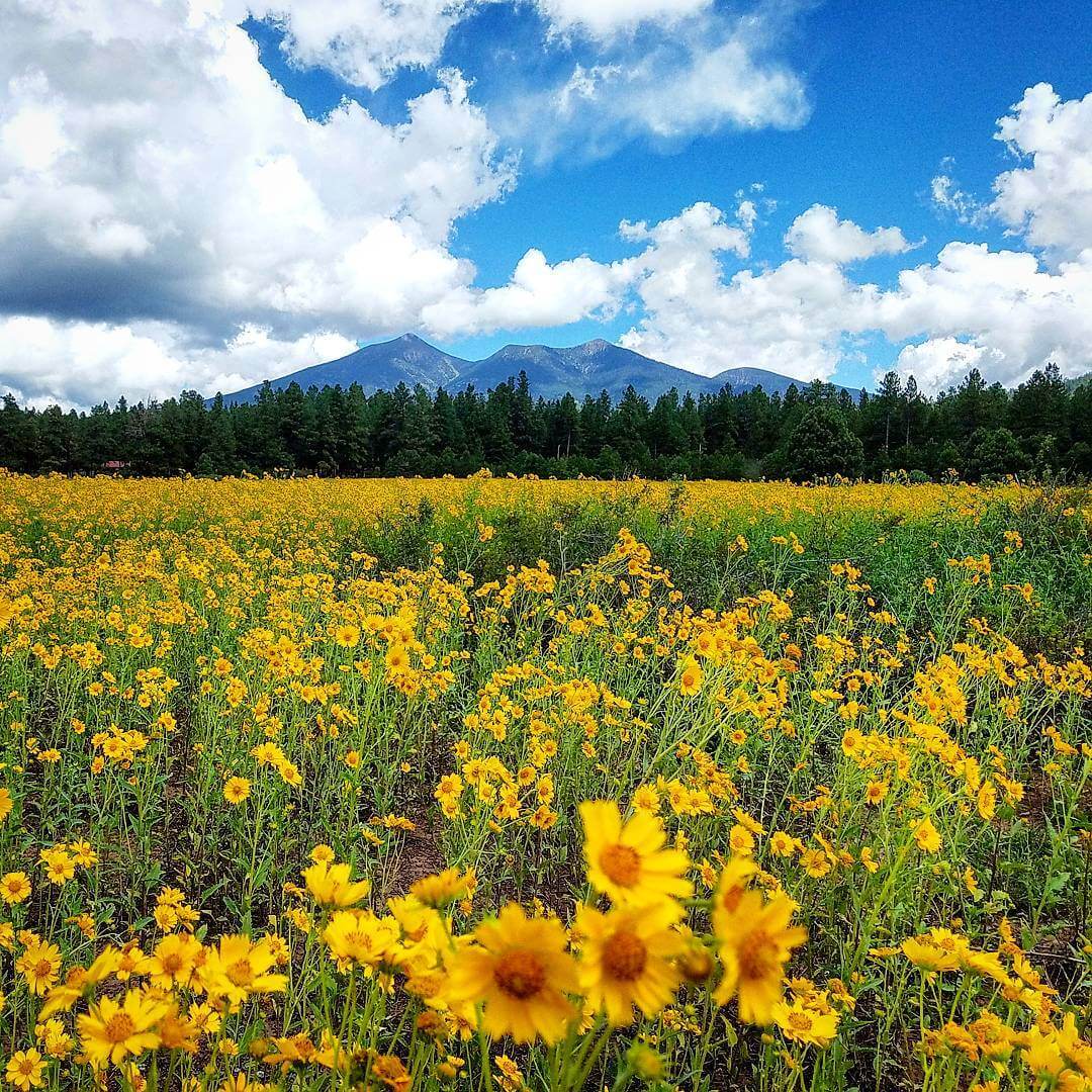 March is wildflower season in arizona, a time to enjoy glorious blooms in the. This Beautiful And Sunshine Y Flower Field In Arizona Will Make You Feel Beautiful