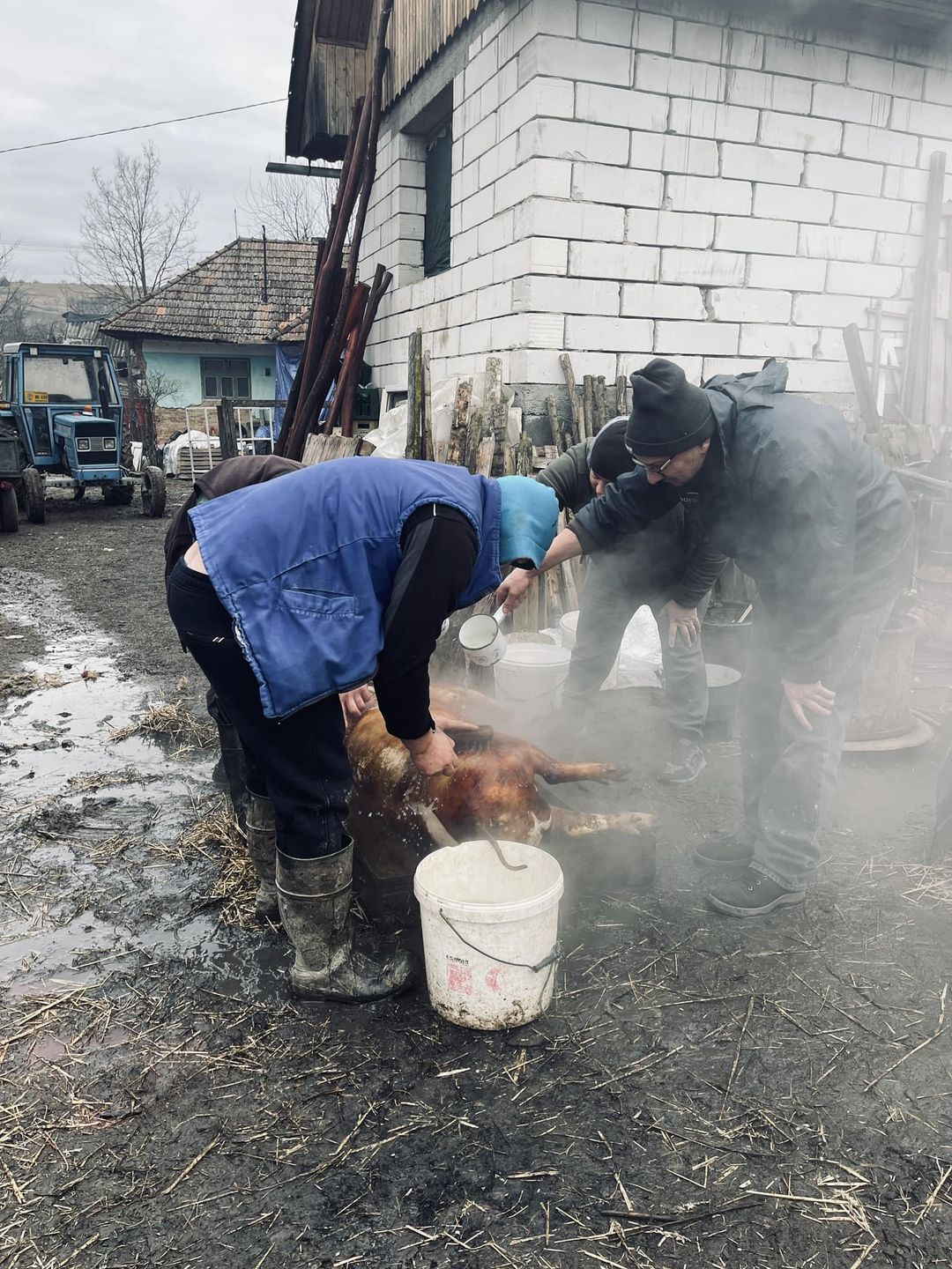 外西凡尼亞宰一頭豬的費用｜