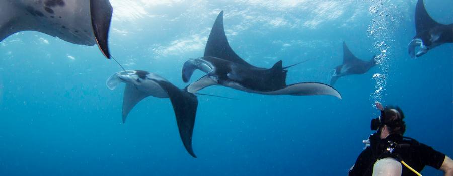 manta-ray-nusa-penida-bali