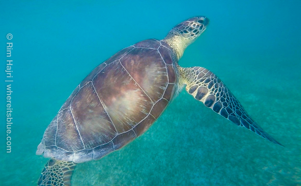turtle-akumal-snorkeling