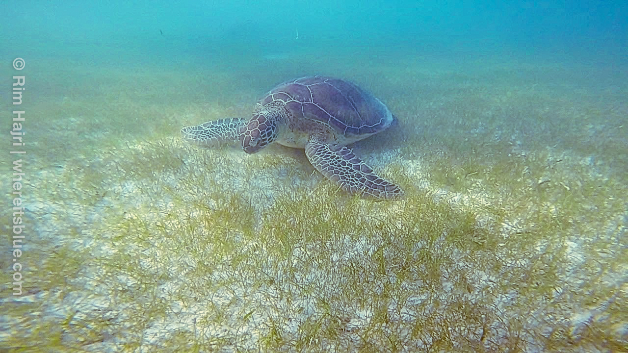 turtle-akumal-free-snorkeling