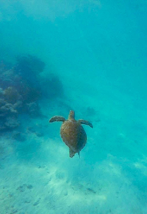 akumal-tortues-snorkeling