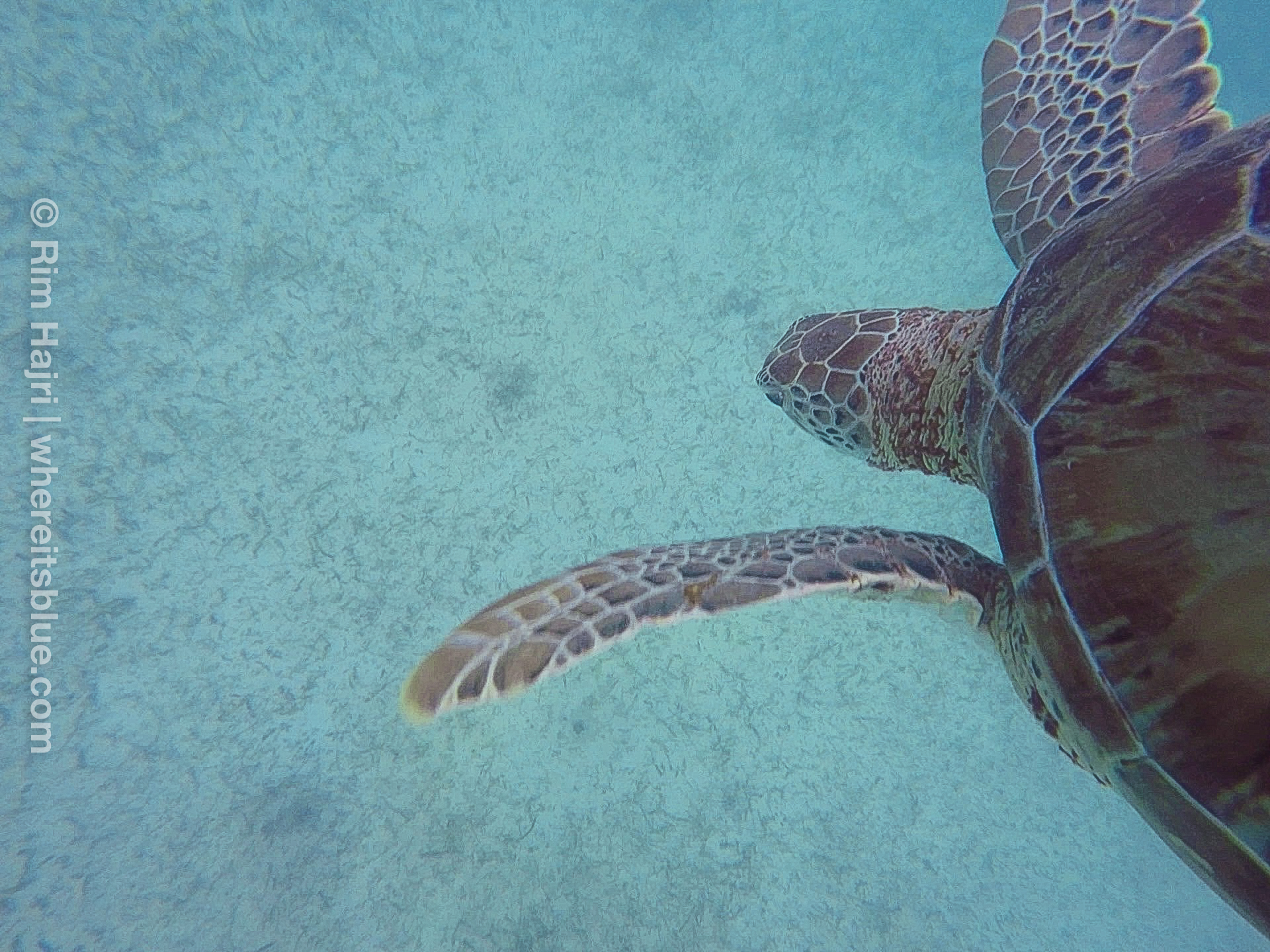 snorkeling-akumal-tortue