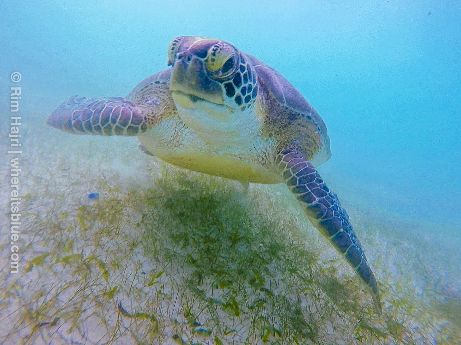 snorkeling-akumal