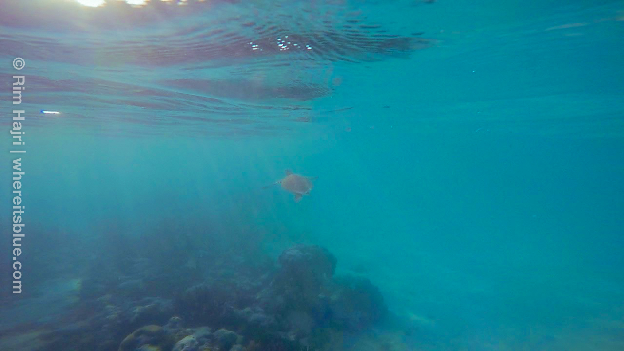 snorkeling Akumal