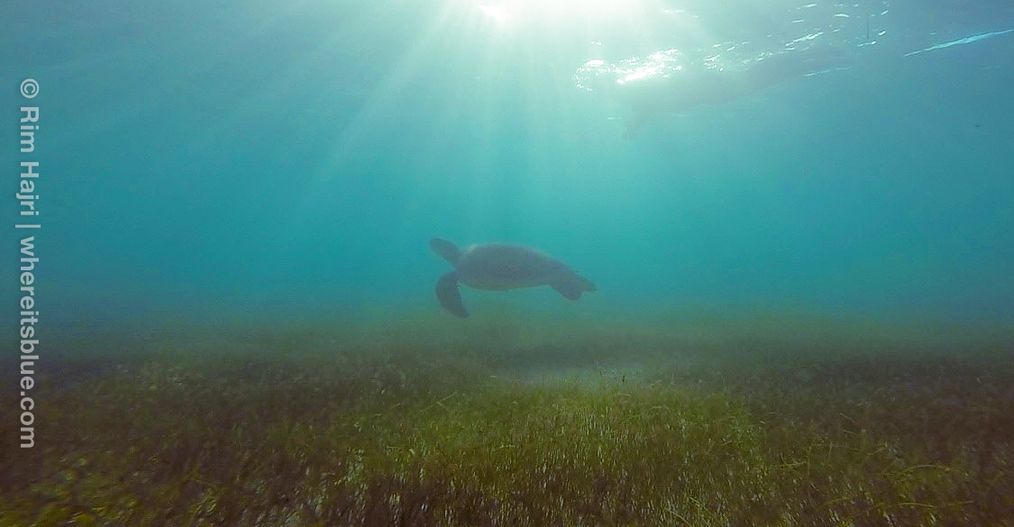 turtle-akumal-snorkeling-free
