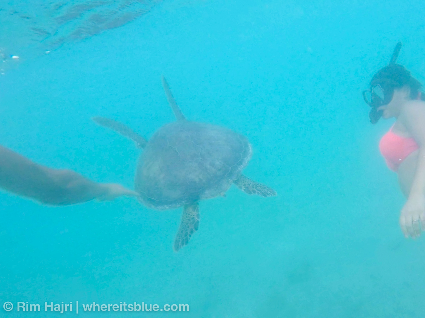 snorkeling-akumal-tortue