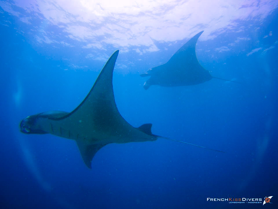 raies-manta-nusa-penida