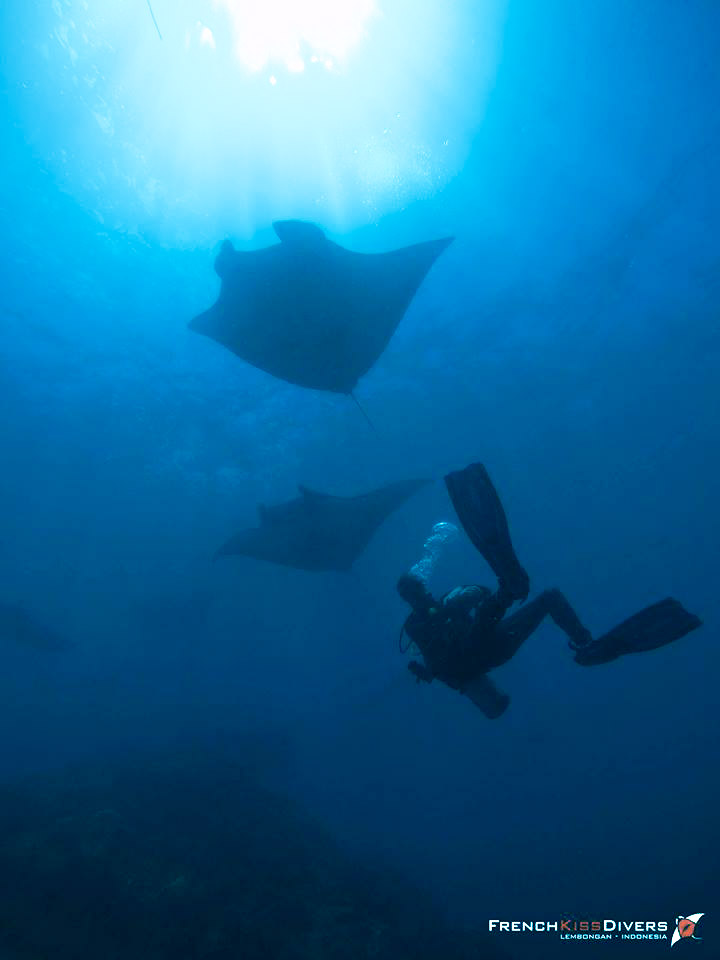 raies-manta-nusa-penida-bali