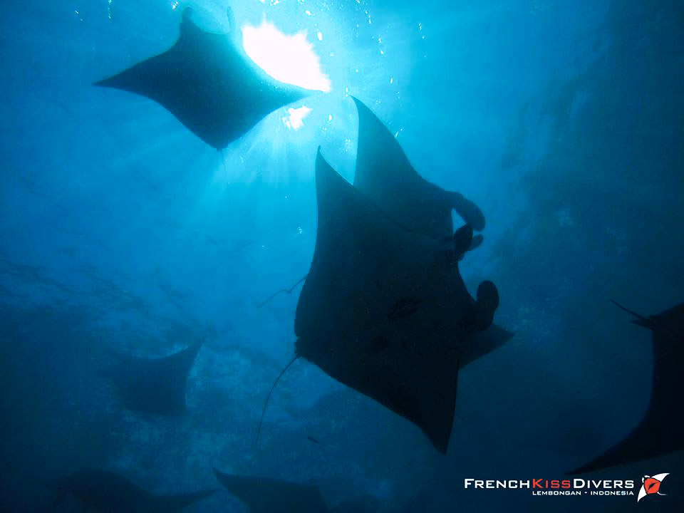 raies-manta-nusa-penida-bali