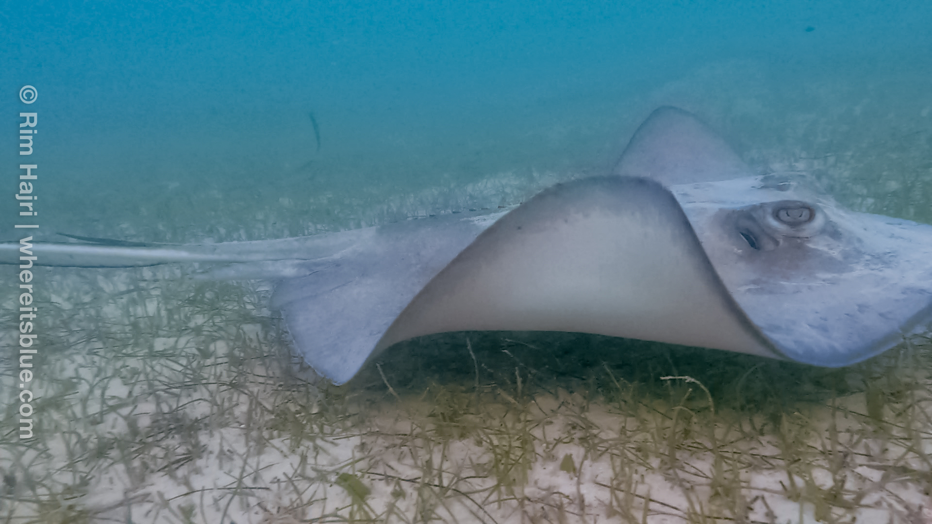 akumal-snorkeling-mexique
