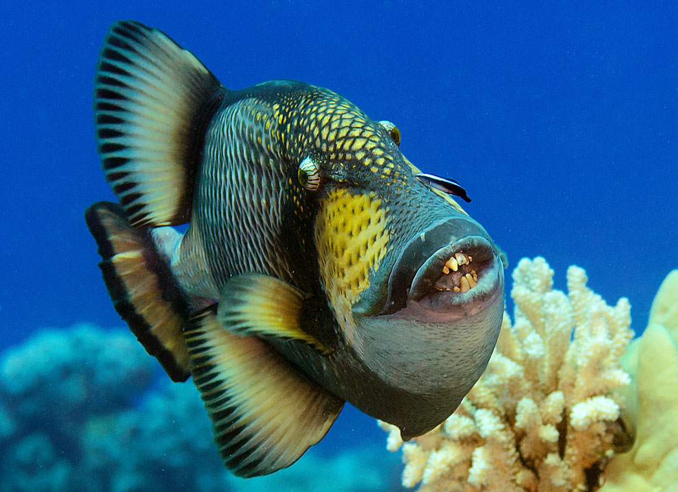 taka-makassar-snorkeling-indonesie