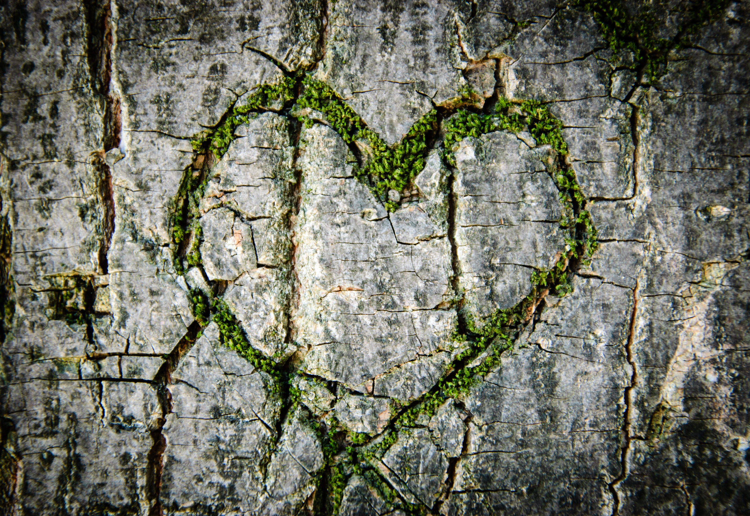 Love – Disappointment – Hope: Living in an Abusive Church