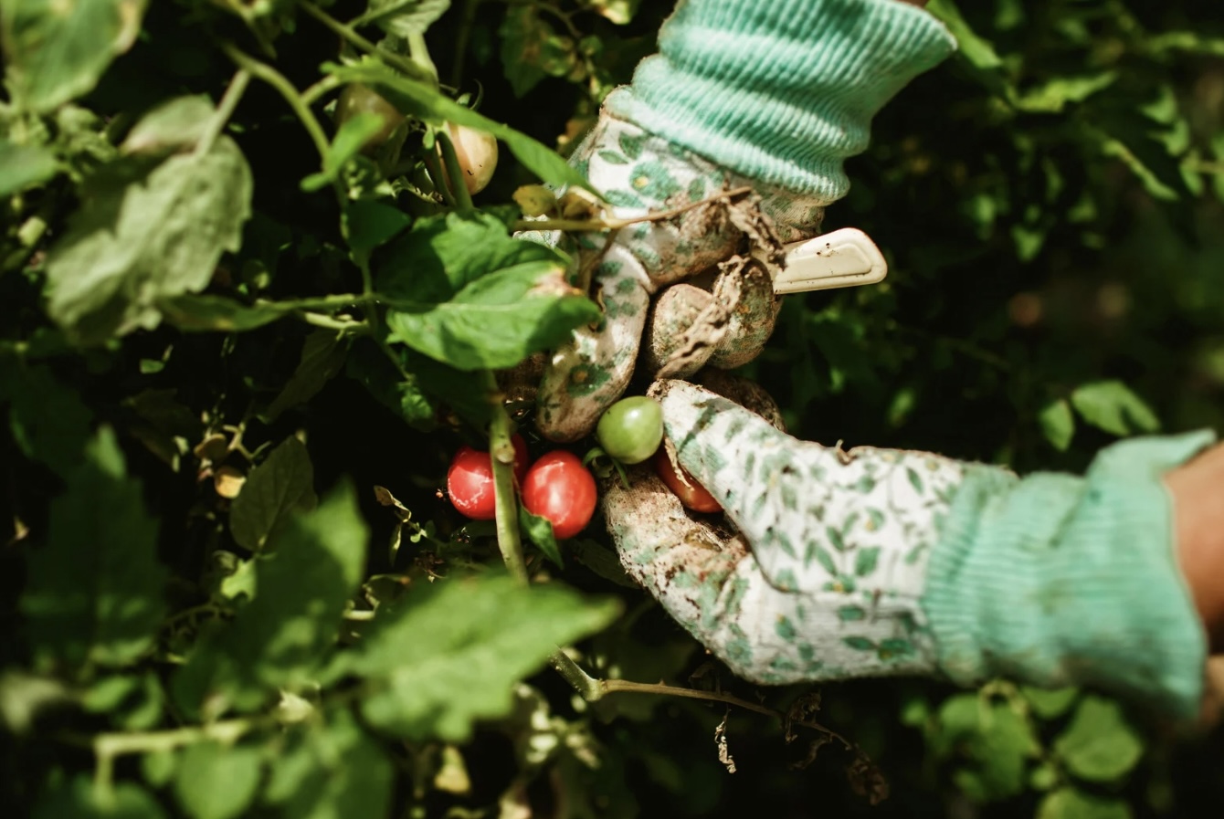 The Gardener’s Heart