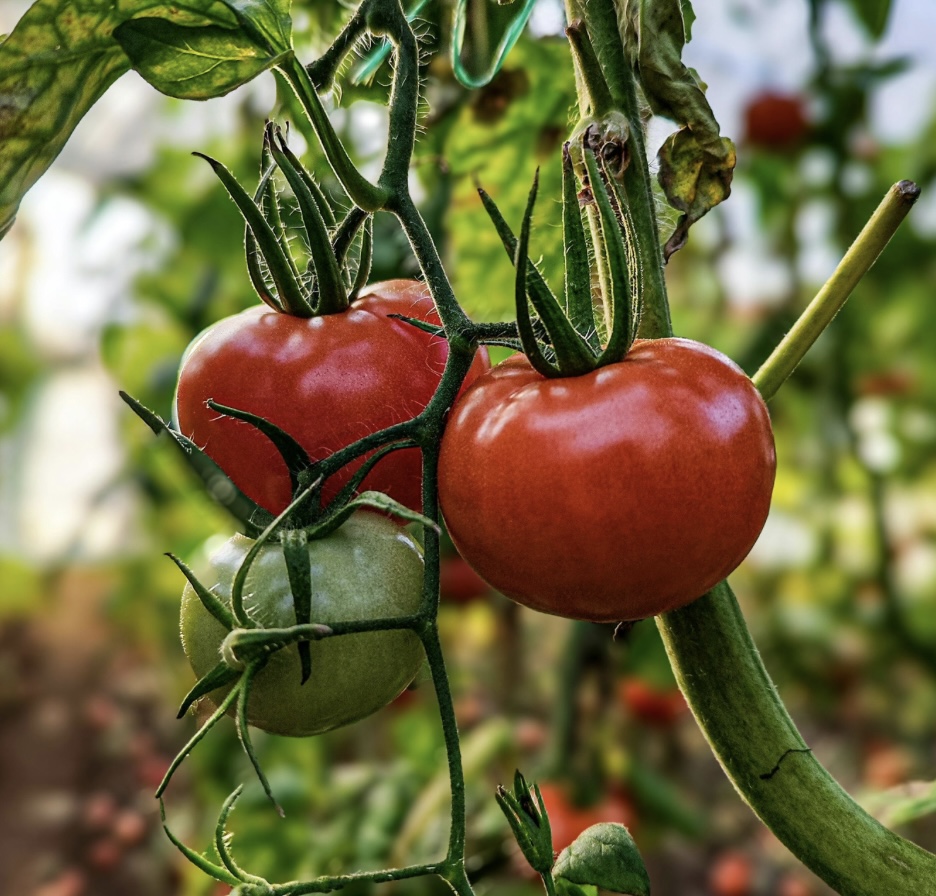 Learning Humility From The Garden