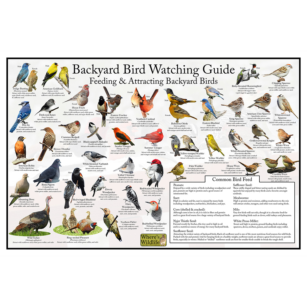 Bird Watchers Guide - Sports Illustrated Magazine - 1955 Vintage Original