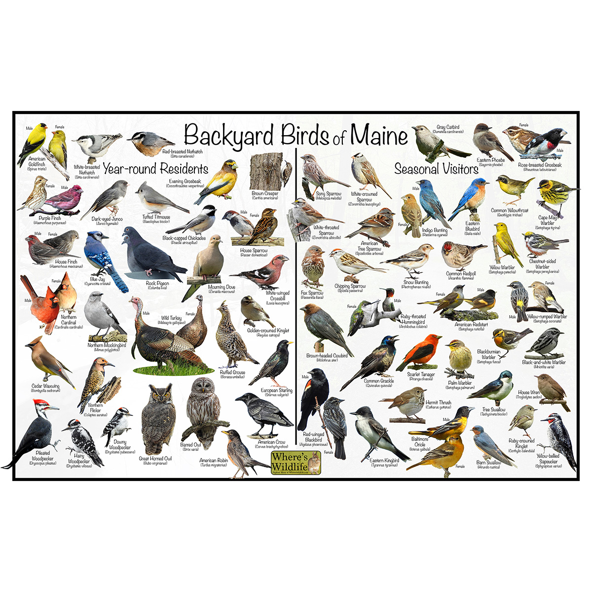 Backyard Birds of Mississippi – Bird Identification Chart (Year