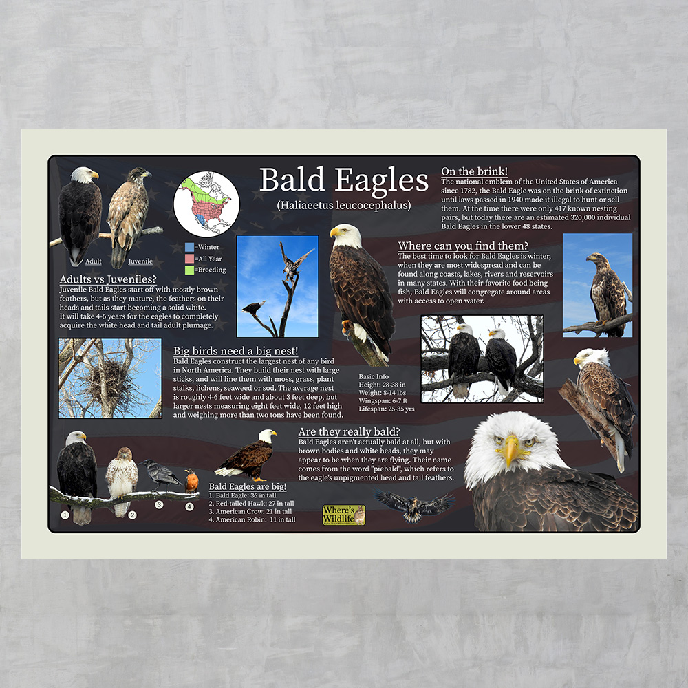 Bald Eagles – Educational Wildlife Poster
