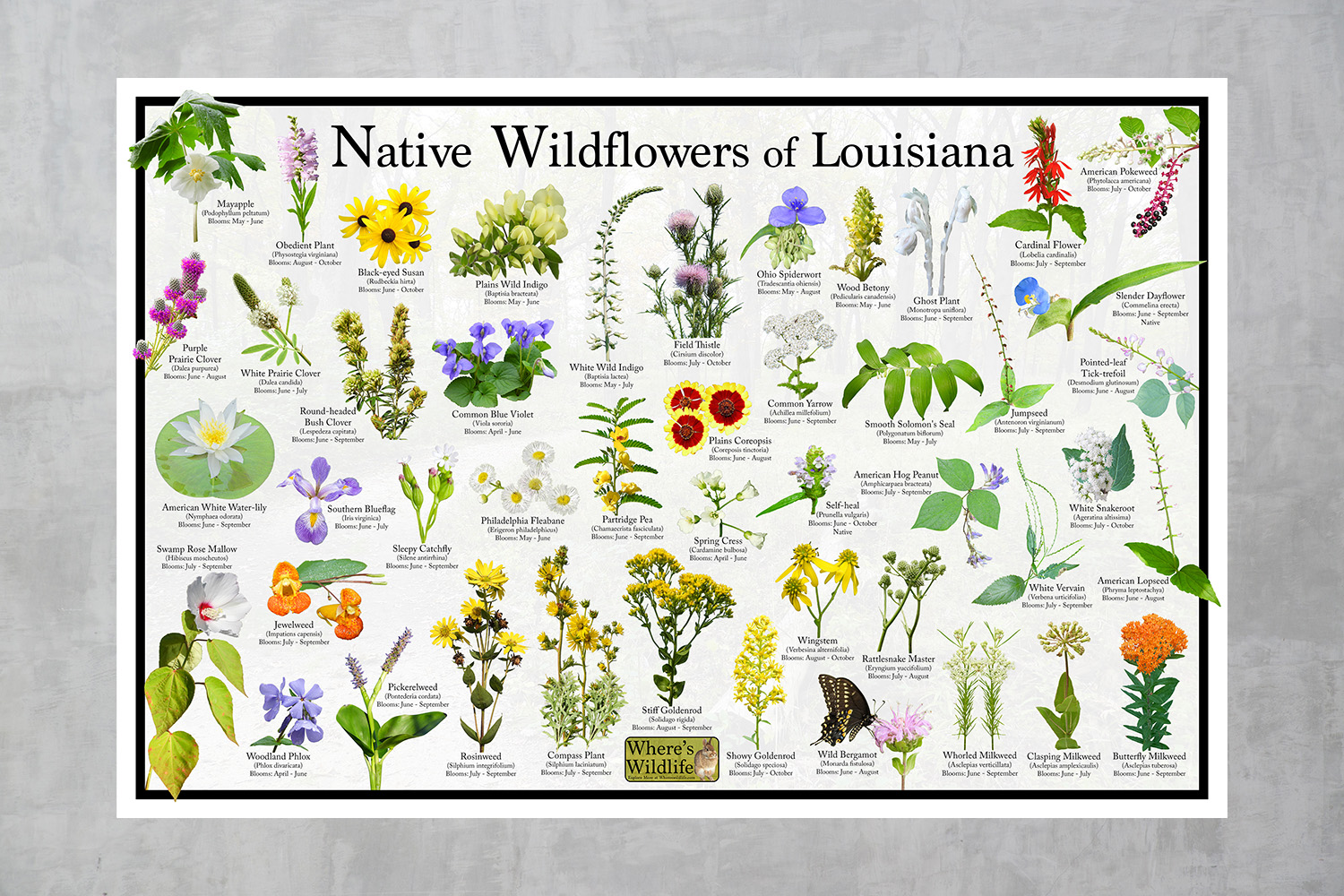 Native Wildflowers of Louisiana – Botanical Identification Poster